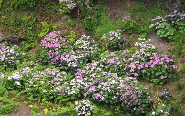 Azores: Hydrangea Everywhere